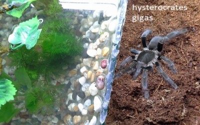 caresheet hysterocrates gigas